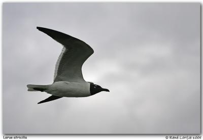Mouette atricille / Laughing Gull