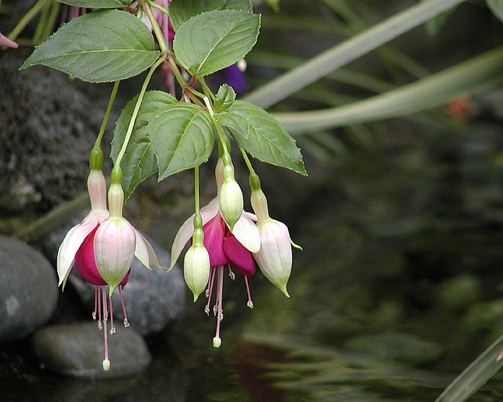 Balboa Park Flowers