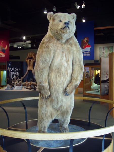 Grizzly_UAF_University of Alaska Museum