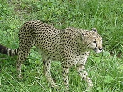 Cheetah at Washington National Zoo, 4/28/02