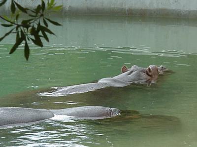 Hippos at Washington National Zoo, 4/28/02