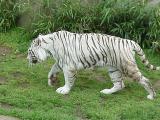 White Tiger at Washington National Zoo, 4/28/02