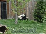 Amorous Male, Female with headache, at Washington National Zoo, 4/28/02