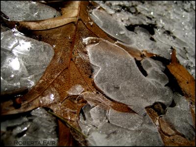 Leaf and Ice