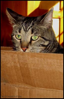 Box Cat
