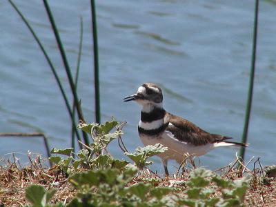 Killdeer near Monterey CA