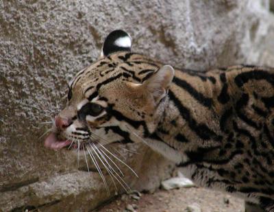 Ocelot gives the bird