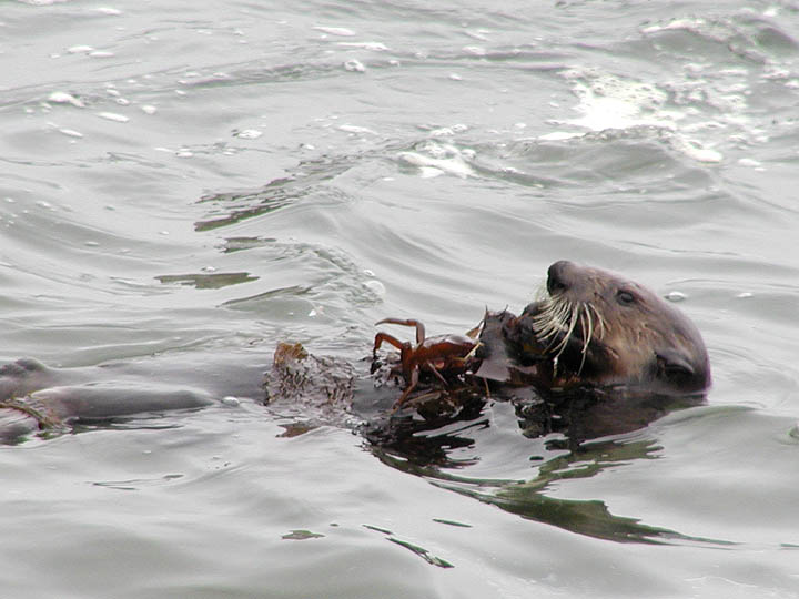 O Oysters, come and walk with us, the walrus did beseech...