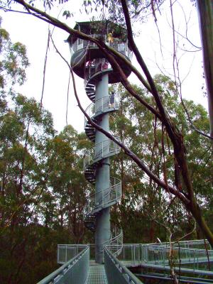 forest-walk-tower.jpg