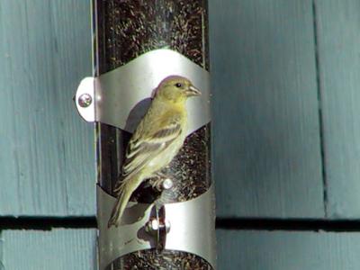 Lesser Goldfinch female