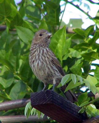 House Finch female