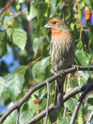 House Finch