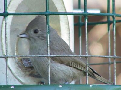 Oak Titmouse