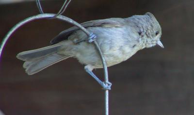 Oak Titmouse