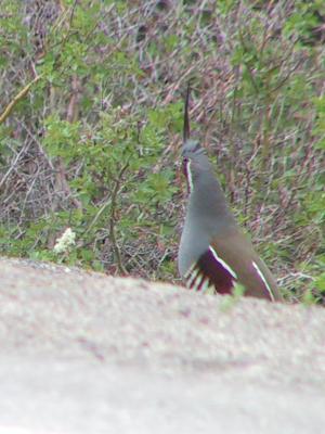 Mountain Quail : Oreortyx pictus