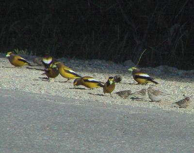 Evening Grosbeak, Cassin's Finch, Pine Siskin