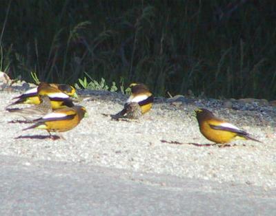 Evening Grosbeak
