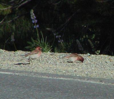 Cassin's Finch