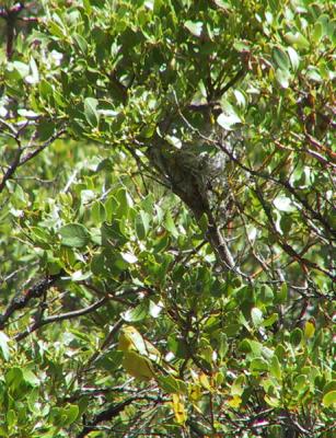 Yellow Warbler female near her nest
