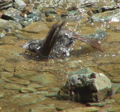 Fox Sparrow taking a bath