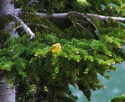 Yellow Warbler male
