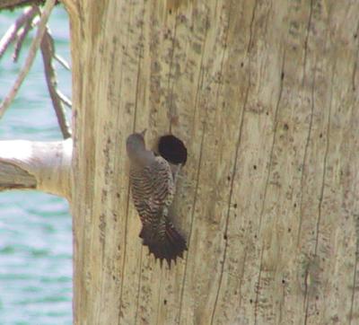 Northern Flicker