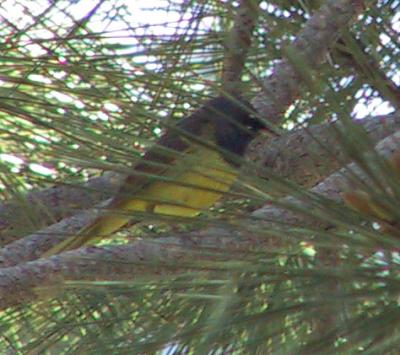 MacGillivray's Warbler
