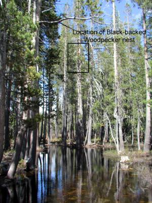 Black-backed Woodpecker nesting cavity location