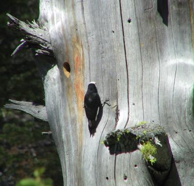 White-headed Woodpecker female about to enter nest cavity