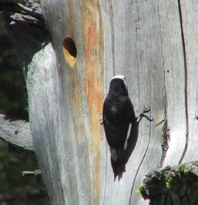 White-headed Woodpecker