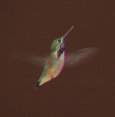 Calliope Hummingbird : Stellula calliope