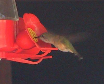 Calliope Hummingbird female