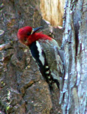 Red-breasted Sapsucker