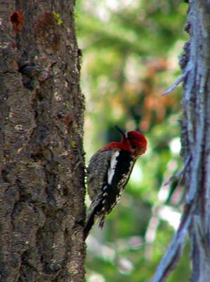 Red-breasted Sapsucker