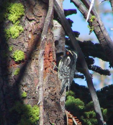 Williamson's Sapsucker