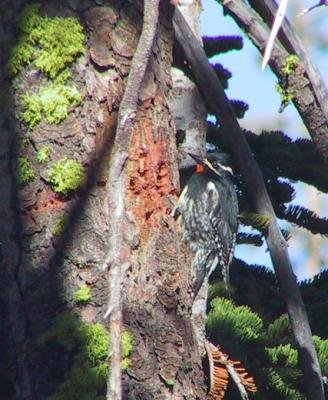 Williamson's Sapsucker