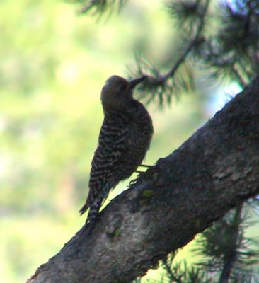 Williamson's Sapsucker female. This was north of the campground.