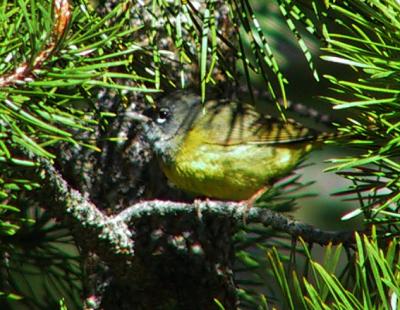 MacGillivray's Warbler