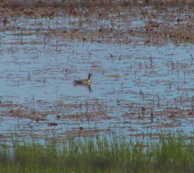 Wilson's Phalarope