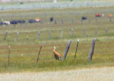 Sandhill Crane. The red color is from iron Oxide.