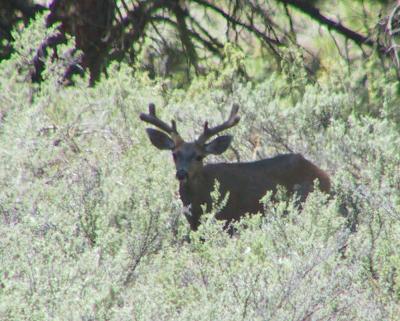 Deer