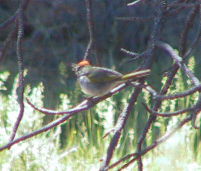 Green-tailed Towhee