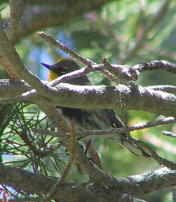 Yellow-rumped Warbler (Audobon's)