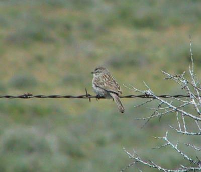 Brewer's Sparrow