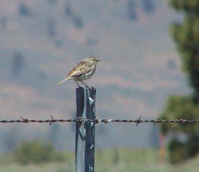 Savannah Sparrow