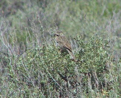 Vesper Sparrow