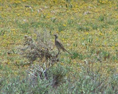Sage Thrasher