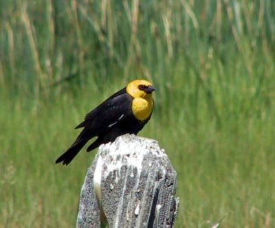 Yellow-headed Blackbird : Xanthocephalus xanthocephalus