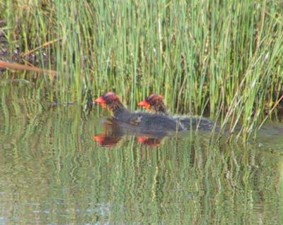 American Coot fledglings