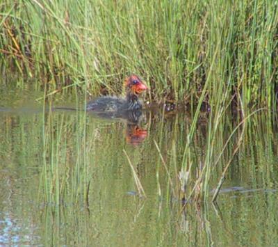 American Coot fledglings